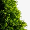 Emerald Green Arborvitae