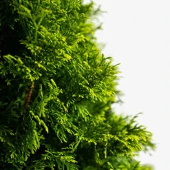 Emerald Green Arborvitae