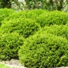 Emerald Jewel Boxwood