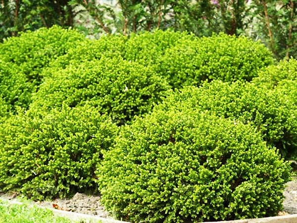Emerald Jewel Boxwood 1 Emerald Jewel Boxwood