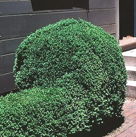 Emerald Jewel Boxwood 2 Emerald Jewel Boxwood - Image 2