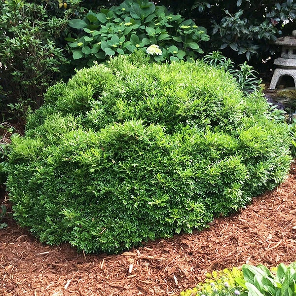 Emerald Knoll Korean Boxwood 1 Emerald Knoll Korean Boxwood