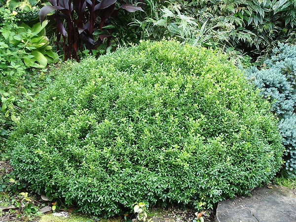 Emerald Knoll Korean Boxwood 2 Emerald Knoll Korean Boxwood - Image 2
