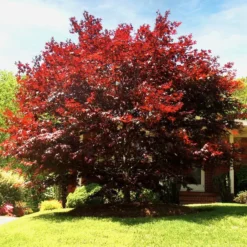 Emperor Japanese Maple -The Tree Center Store Emperor Japanese Maple 1 600x600 1