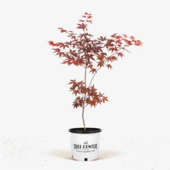 Emperor Japanese Maple