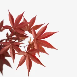 Emperor Japanese Maple -The Tree Center Store Emperor Japanese Maple 3G 02 copy 600x600 1