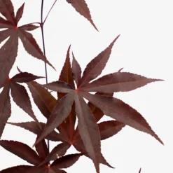 Emperor Japanese Maple -The Tree Center Store Emperor Japanese Maple 3G 05 copy 600x600 1