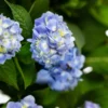 Endless Summer® Hydrangea