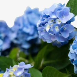 Endless Summer® Hydrangea -The Tree Center Store Endless Summer Hydrangea 5G 04 scaled e1695413089339 600x600 1