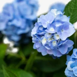 Endless Summer® Hydrangea -The Tree Center Store Endless Summer Hydrangea 5G 08 scaled e1695413134741 600x600 1