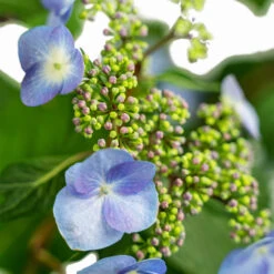 Twist-n-Shout® Hydrangea -The Tree Center Store Endless Summer Twist N Shout Hydrangea 3G 03 copy 2 600x600 1