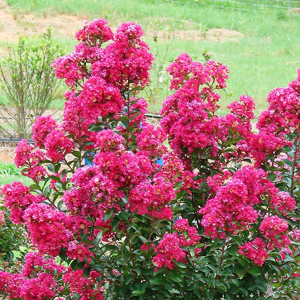 Enduring Fuchsia Crape Myrtle 2 Enduring Fuchsia Crape Myrtle - Image 2