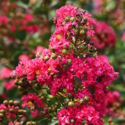 Enduring Fuchsia Crape Myrtle 7 Enduring Fuchsia Crape Myrtle -The Tree Center Store Enduring Fuschia Crape Myrtle 1.1 copy 600x600 1