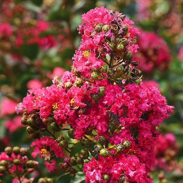 Enduring Fuchsia Crape Myrtle 4 Enduring Fuchsia Crape Myrtle - Image 4
