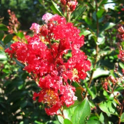 Enduring Fuchsia Crape Myrtle 6 Enduring Fuchsia Crape Myrtle -The Tree Center Store Enduring Fuschia Crape Myrtle 2 copy 600x600 1