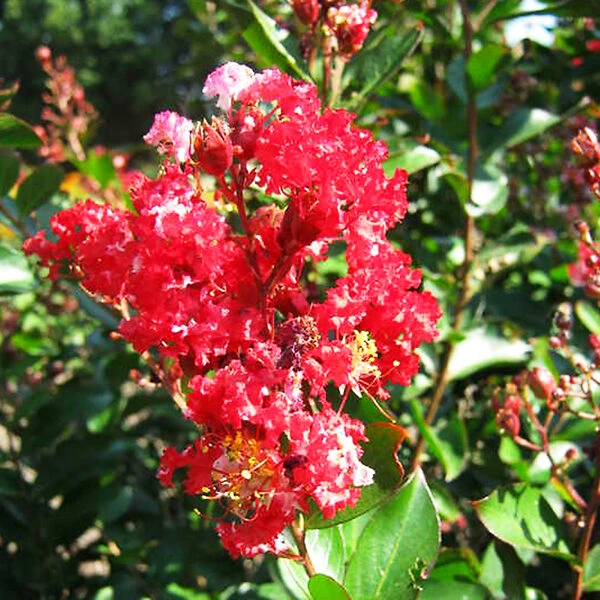Enduring Fuchsia Crape Myrtle 3 Enduring Fuchsia Crape Myrtle - Image 3