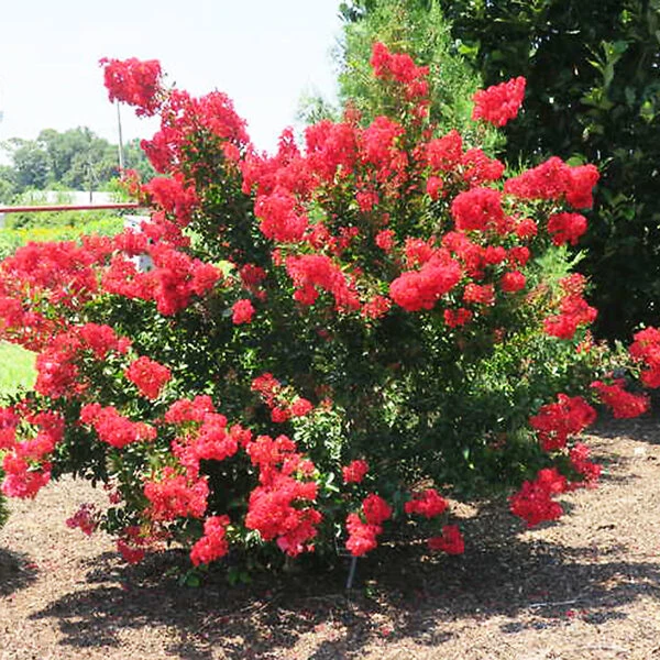 Enduring Fuchsia Crape Myrtle 1 Enduring Fuchsia Crape Myrtle