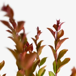 Enduring Summer Red Crape Myrtle -The Tree Center Store Enduring Summer Red Crape Myrtle 3G 02 600x600 1