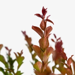 Enduring Summer Red Crape Myrtle -The Tree Center Store Enduring Summer Red Crape Myrtle 3G 03 600x600 1