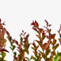 Enduring Summer Red Crape Myrtle -The Tree Center Store Enduring Summer Red Crape Myrtle 3G 05 600x600 1