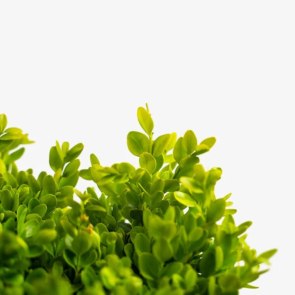 English Boxwood 4 English Boxwood - Image 4