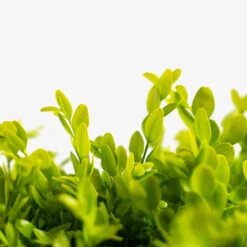 English Boxwood 6 English Boxwood -The Tree Center Store English Boxwood 3G 04 600x600 1