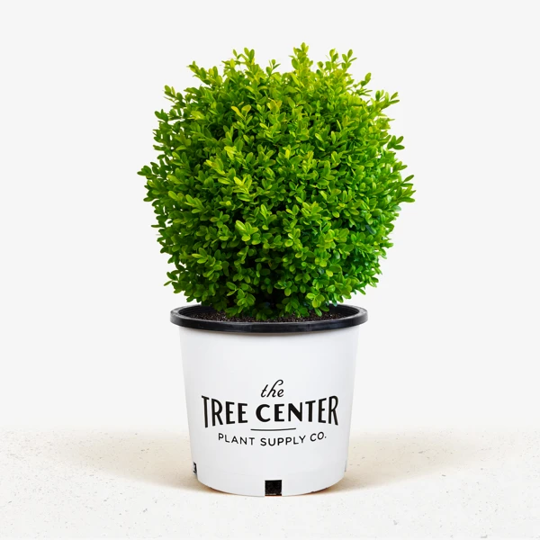 English Boxwood 2 English Boxwood - Image 2