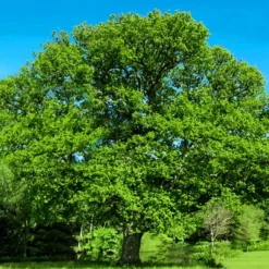 English Oak Tree