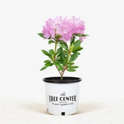 English Roseum Rhododendron 8 English Roseum Rhododendron -The Tree Center Store English Roseum Rhododendron 1G 01 1 600x600 1
