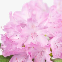 English Roseum Rhododendron 9 English Roseum Rhododendron -The Tree Center Store English Roseum Rhododendron 1G 03 copy 1 600x600 1