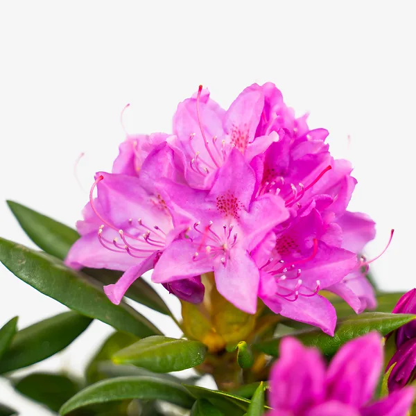 English Roseum Rhododendron 1 English Roseum Rhododendron