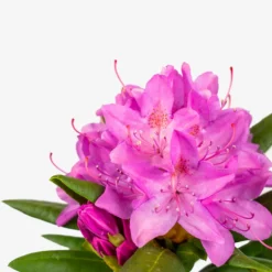 English Roseum Rhododendron 10 English Roseum Rhododendron -The Tree Center Store English Roseum Rhododendron 5G 05 copy 600x600 1