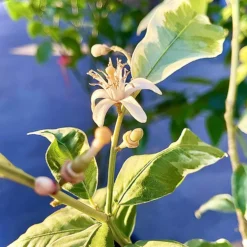 Eureka Variegated Pink Lemon Tree -The Tree Center Store Eureka Variegated Pink Lemon Tree 3 copy 600x600 1