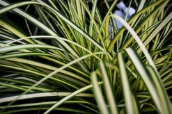 Evergold Sedge -The Tree Center Store Eveergold Sedge 4 copy 600x399 1