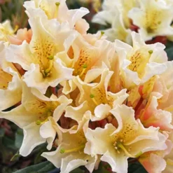 Evening Glow Rhododendron -The Tree Center Store Evening Glow Rhododendron 2 copy jpg