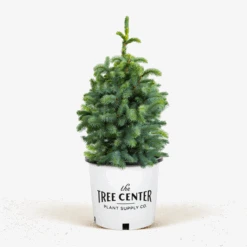 Fat Albert Colorado Blue Spruce 8 Fat Albert Colorado Blue Spruce -The Tree Center Store Fat Albert Colorado Spruce 5G 2 600x600 1