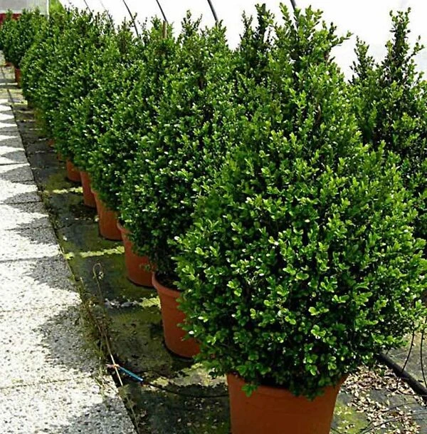 Faulkner Boxwood 1 Faulkner Boxwood
