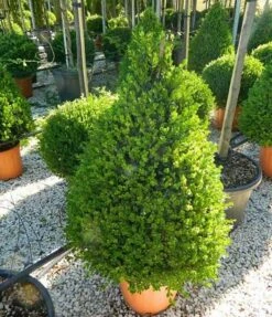 Faulkner Boxwood 6 Faulkner Boxwood -The Tree Center Store Faulkner Boxwood Cone 3 600x697 1