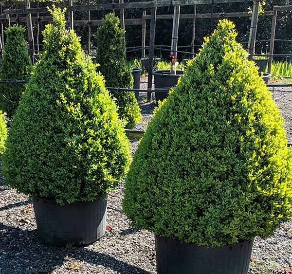 Faulkner Boxwood 4 Faulkner Boxwood - Image 4