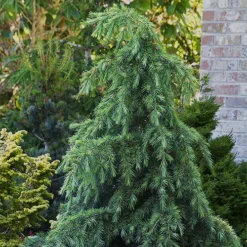 Feelin Blue Deodar Cedar -The Tree Center Store Feelin Blue Deodar Cedar 3 copy jpg