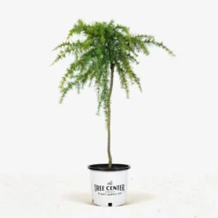 Feelin Blue Deodar Cedar - Tree Form -The Tree Center Store Feelin Blue Deodar Cedar 3G 01.1 jpg 600x600 1