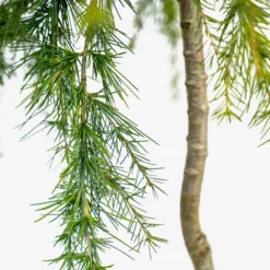 Feelin Blue Deodar Cedar - Tree Form -The Tree Center Store Feelin Blue Deodar Cedar 3G 04 600x600 1