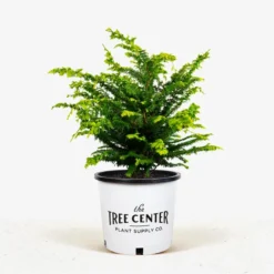 Fernspray Gold Hinoki Cypress -The Tree Center Store Fernspray Gold Hinoki Cypress 3G 01.1 jpg 600x600 1