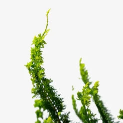 Fernspray Gold Hinoki Cypress