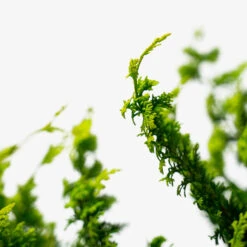 Fernspray Gold Hinoki Cypress -The Tree Center Store Fernspray Gold Hinoki Cypress 3G 03 600x600 1