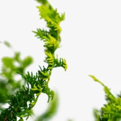 Fernspray Gold Hinoki Cypress -The Tree Center Store Fernspray Gold Hinoki Cypress 3G 04 600x600 1
