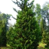 Fernspray Hinoki Cypress