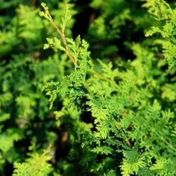 Fernspray Hinoki Cypress -The Tree Center Store Fernspray Hinoki Cypress 2 copy jpg webp