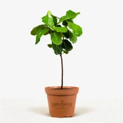 Fiddle Leaf Fig Tree -The Tree Center Store Fiddle Leaf Fig Tree 3G 01 jpg 600x600 1
