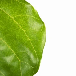 Fiddle Leaf Fig Tree -The Tree Center Store Fiddle Leaf Fig Tree 3G 02 600x600 1